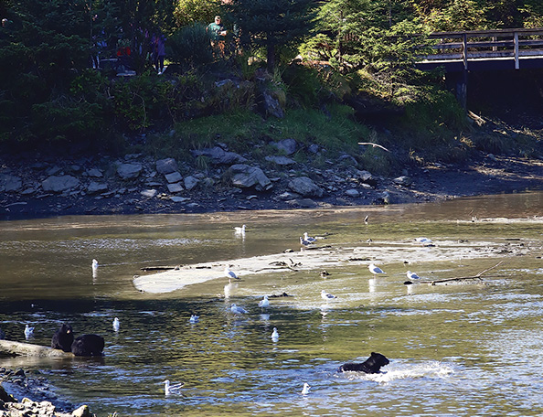 Bears Playing in Alaska